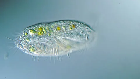 Hypotrich Ciliate Binary Fission, Cell Division Process, Microscopy Stock Footage 319386425