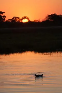 Hyppo in Botswana Stock Photos