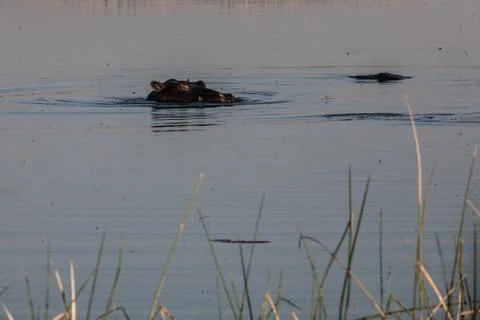 Hyppo in Botswana Foto stock