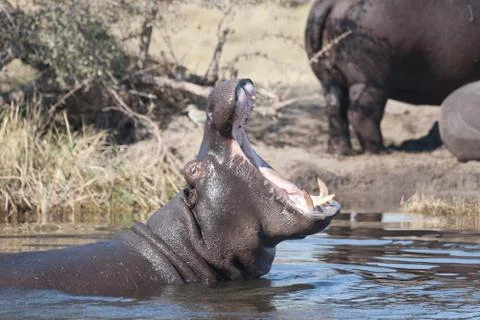 Hyppo in Botswana Stock Photos