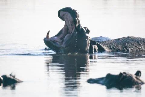 Hyppo in Botswana Stock Photos