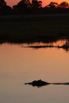 Hyppo in Botswana Foto stock