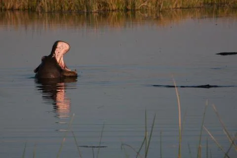 Hyppo in Botswana Stock Photos
