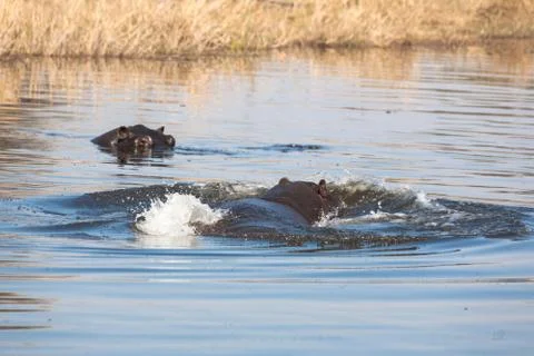 Hyppo in Botswana Stock-Fotos