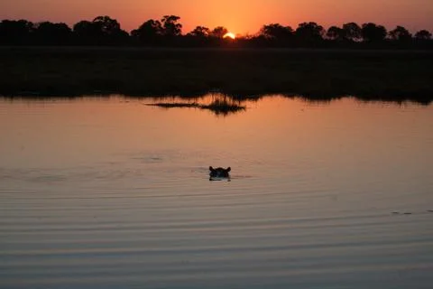 Hyppo in Botswana Stock Photos