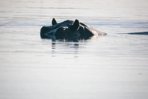 Hyppo in Botswana Stock Photos