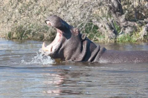 Hyppo in Botswana Stock Photos