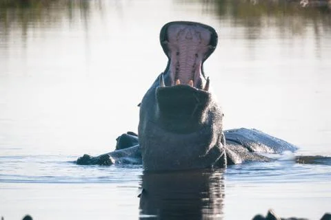 Hyppo in Botswana Stock Photos