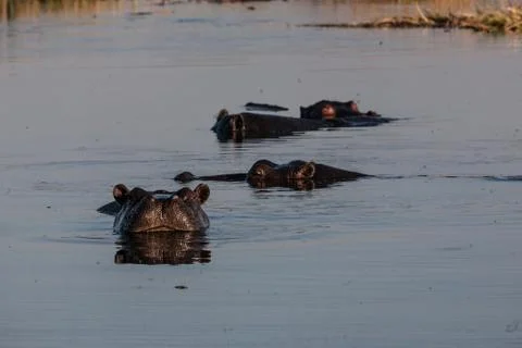 Hyppo in Botswana Stock Photos