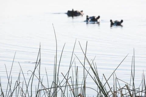 Hyppo in Botswana Stock Photos