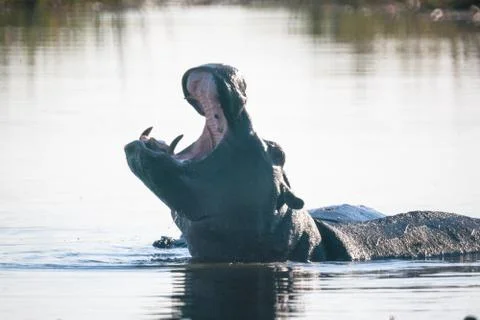 Hyppo in Botswana Foto stock