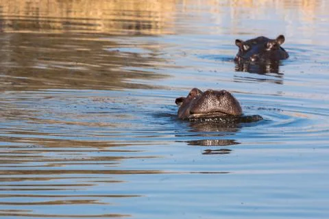 Hyppo in Botswana Foto stock