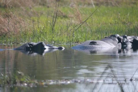 Hyppo in Botswana Stock Photos