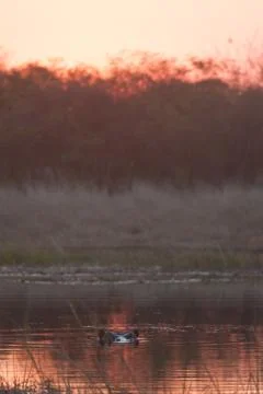 Hyppo at sunset Stock Photos