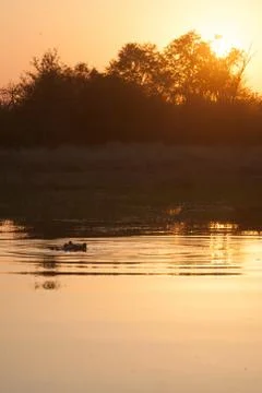 Hyppo at sunset Stock Photos