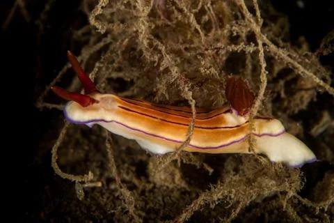 Hypselodoris emma Foto stock