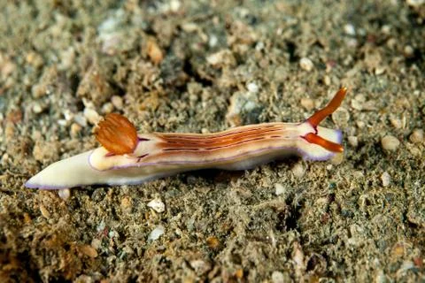 Hypselodoris emma Foto stock
