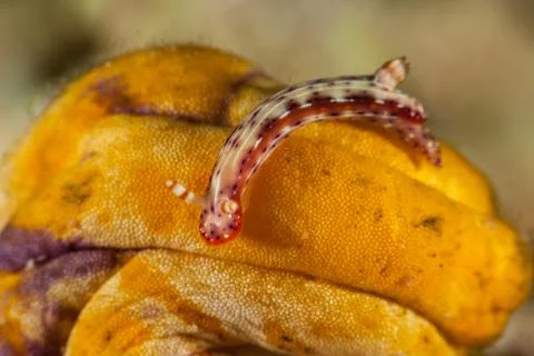 Hypselodoris maculosa Foto stock