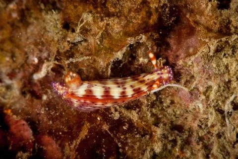 Hypselodoris maculosa Foto stock