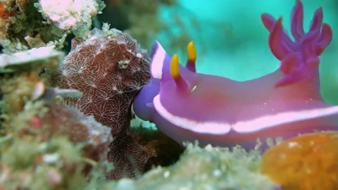 Hypselodoris nudibranch eats a soft sponge. Stock Footage 135956498