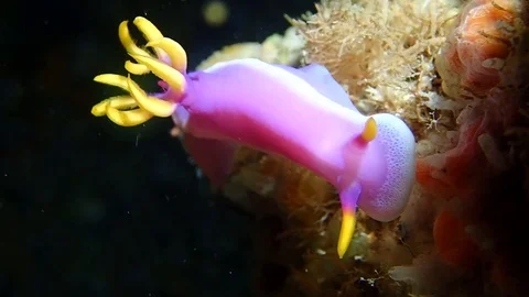 Hypselodoris nudibranch Stock Footage 112037290