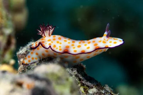 Hypselodoris pulchella Stock Photos