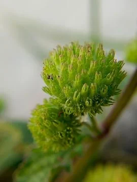 Hyptis capitata Stock Photos