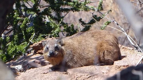 Hyrax sitting on cliff Stock Footage 118993434