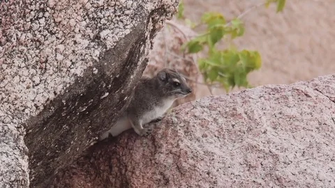 Hyrax sitting on a rock Stock Footage 74419259