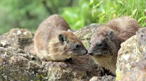Hyraxes are seen here taking shelter in the wild at Lake Nakuru, Kenya, Africa. Stock Footage 11323284