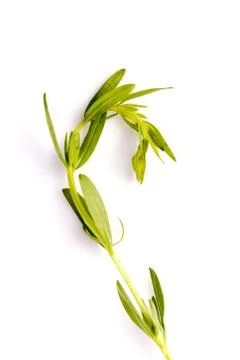 Hyssop herb leaf Stock Photos
