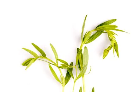 Hyssop herb leaf Stock Photos