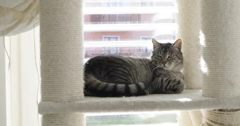 I am the cat, useless human Stock Footage 152920467