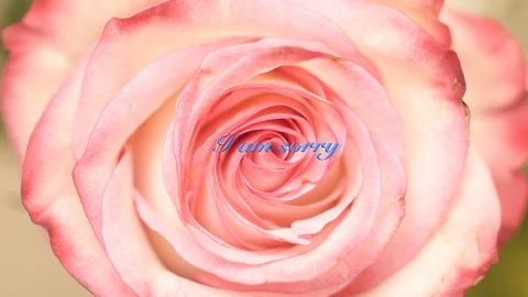 I am sorry. Animated text over beautiful rose background. Stock Footage 121722479