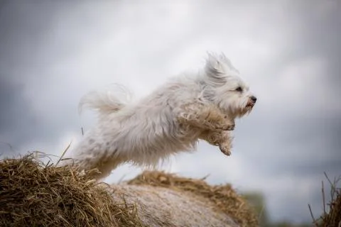 I can fly Stock Photos