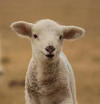 I can see ewe! Stock Photos