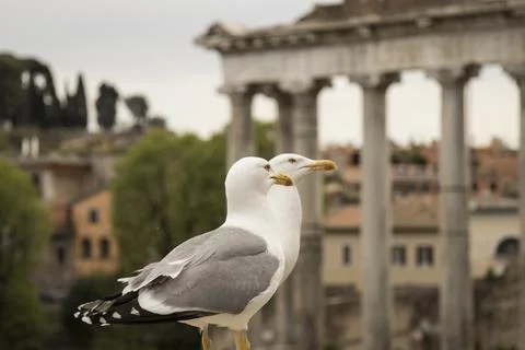 I COCAI SETTE Photos