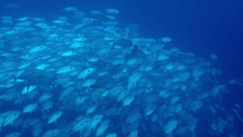 I could have watched school of fish for hours, transfixed by their beauty. Stock Footage 236806521