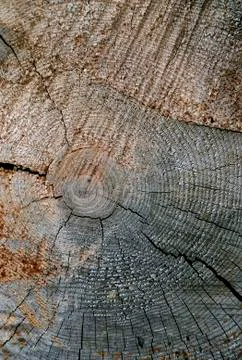 I cut down a tree Stock Photos