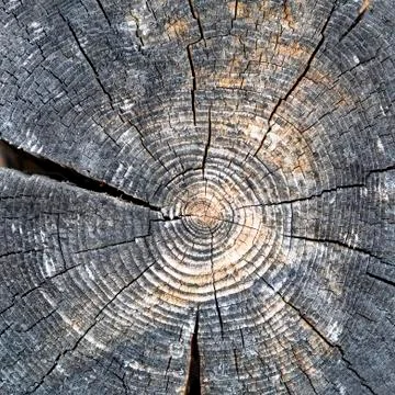 I cut down a tree Stock Photos