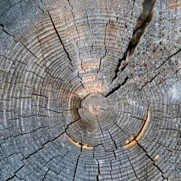 I cut down a tree Stock Photos