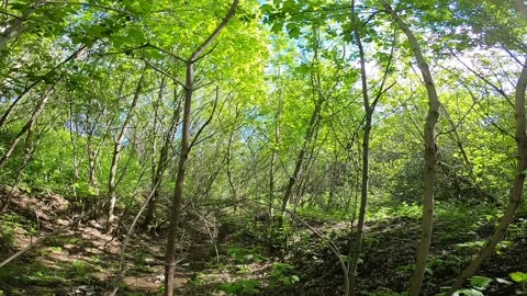 I decided to go down into the ravine on a warm May day Stock Footage 197530345