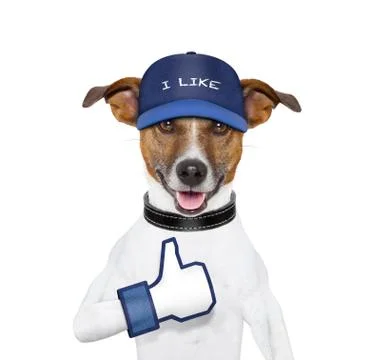 I like dog Stock Photos