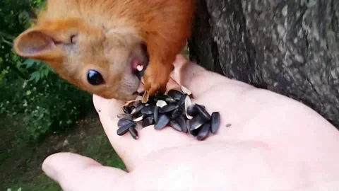 I feed the squirrel with my hands 2 Stock Footage 128791445
