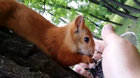 I feed the squirrel with my hands 1 Stock Footage 129068995
