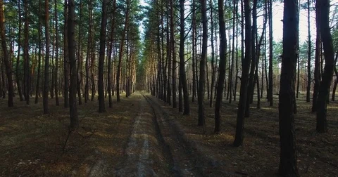 I fly between the trees. Beautiful view of nature from a height. quadrocopter Stock Footage 73333930