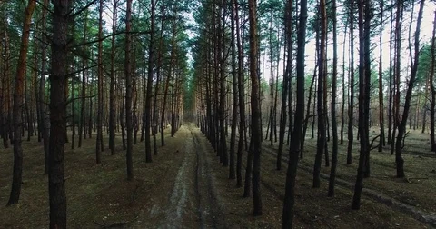 I fly between the trees. Beautiful view of nature from a height. quadrocopter Stock Footage 73334127