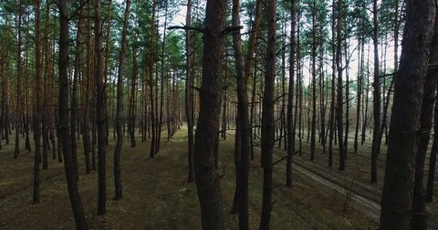 I fly between the trees. Beautiful view of nature from a height. quadrocopter Stock Footage 73334397