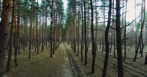 I fly between the trees. Beautiful view of nature from a height. quadrocopter Stock Footage 73334721