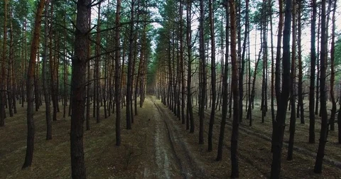 I fly between the trees. Beautiful view of nature from a height. quadrocopter Stock Footage 73335001